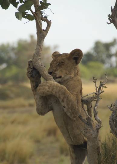 ...a climbing-mad child...